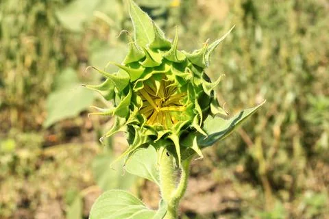 Sunflower field Foto stock