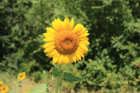 Sunflower field Stock Photos