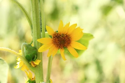 Sunflower field Stock Photos