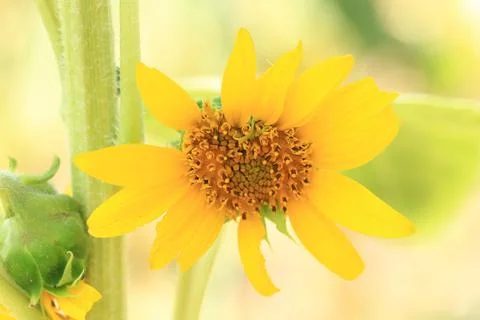 Sunflower field Stock Photos