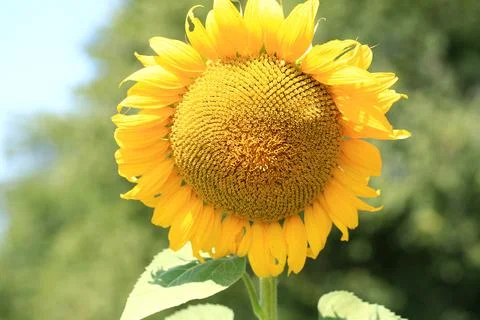 Sunflower field Stock Photos