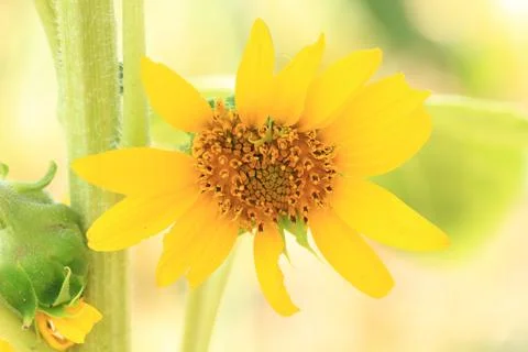 Sunflower field Stock Photos