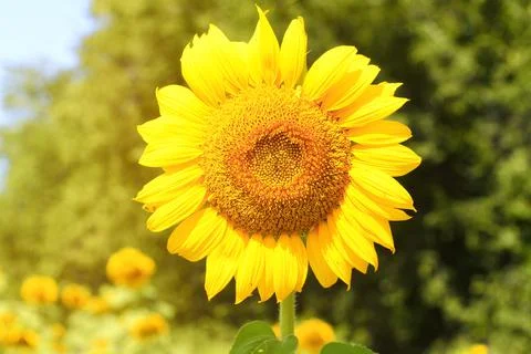 Sunflower field Stock Photos