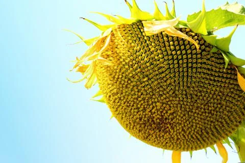 Sunflower field Stock Photos