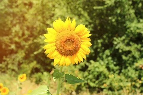 Sunflower field Stock Photos
