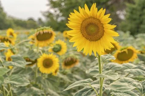 Sunflower in the field Stock Photos