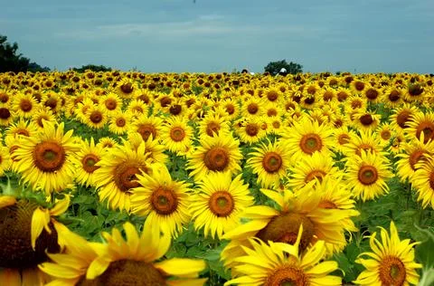 Sunflower field Foto stock