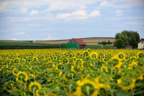 Sunflower Field Stock Photos