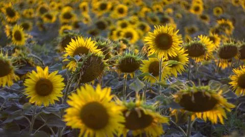 Sunflower Field Photos