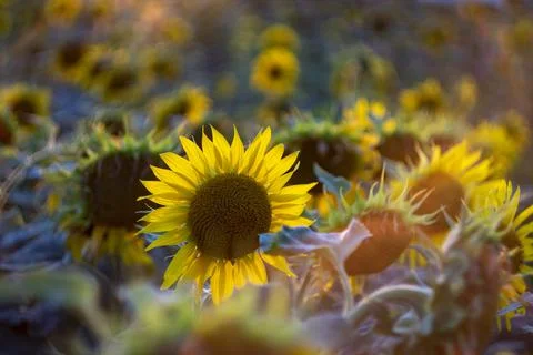 Sunflower Field Photos