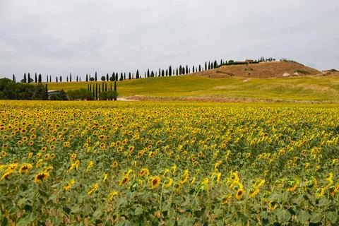 Sunflower field Stock Photos