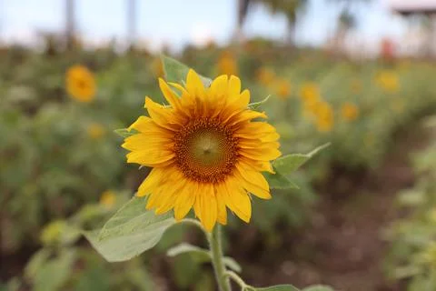 Sunflower field Stock Photos