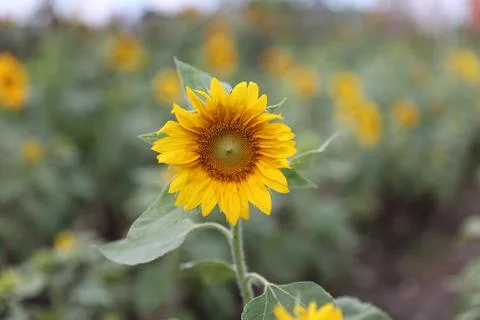 Sunflower field Stock Photos