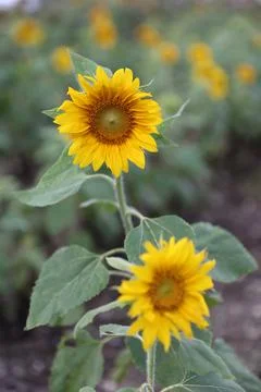 Sunflower field Stock Photos
