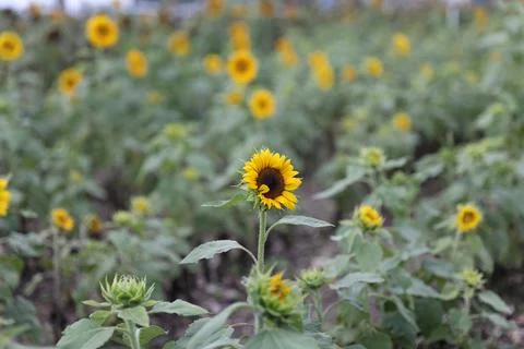 Sunflower field Stock Photos