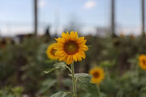 Sunflower field Stock Photos