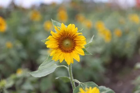 Sunflower field Stock Photos