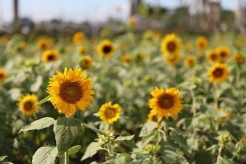 Sunflower field Stock Photos