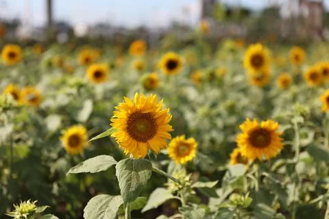 Sunflower field Stock Photos