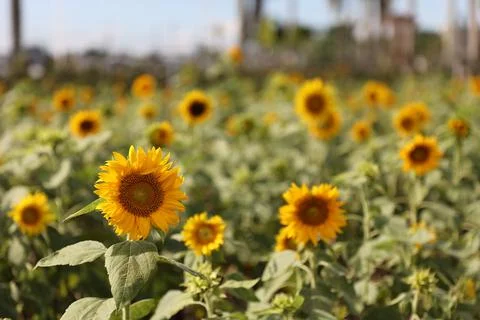 Sunflower field Stock Photos
