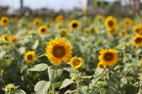 Sunflower field 写真素材