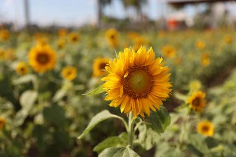 Sunflower field Stock Photos
