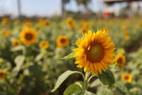 Sunflower field Stock Photos