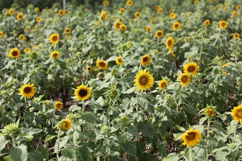 Sunflower field Stock Photos