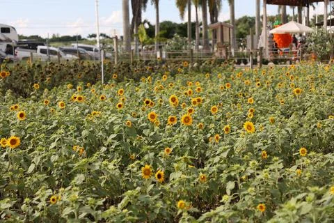 Sunflower field Stock Photos