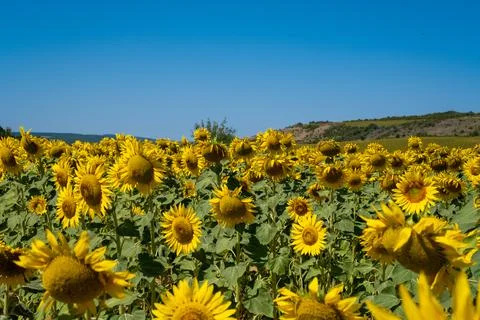 Sunflower in the field Stock Photos