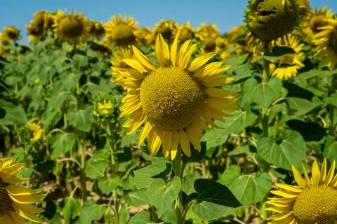 Sunflower in the field Stock Photos