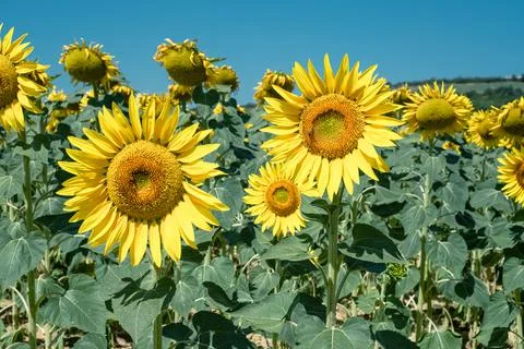 Sunflower in the field Stock Photos