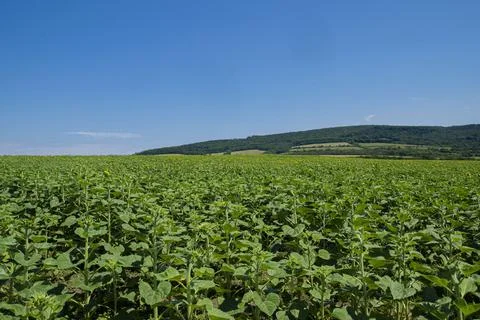 Sunflower field. Foto stock