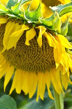Sunflower In Field Stock Photos