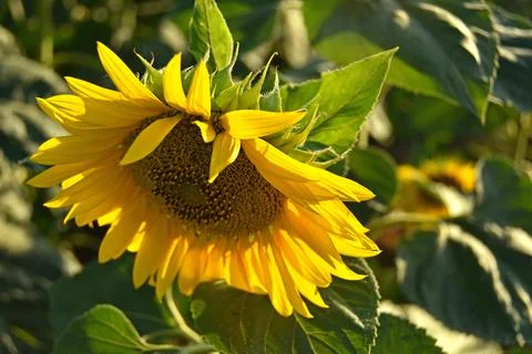 Sunflower Field Stock Photos