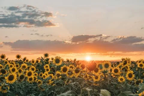 Sunflower Field Stock Photos