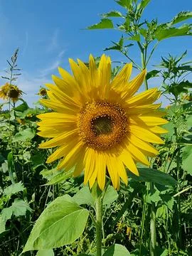 Sunflower in the field Stock Photos