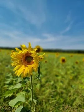 Sunflower in the field Stock Photos