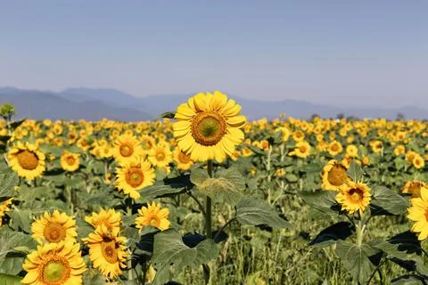Sunflower in Field Stock Photos