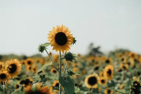 Sunflower in the field Foto stock