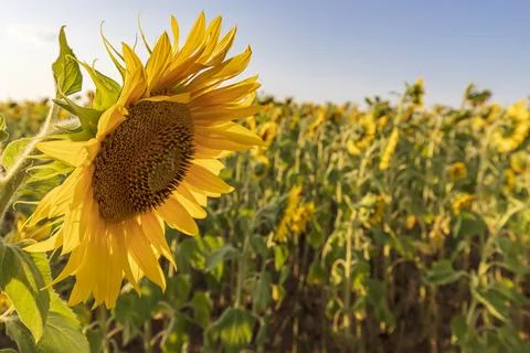 Sunflower field Stock Photos