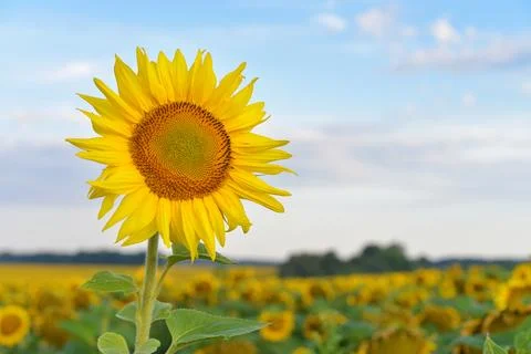 Sunflower field Stock Photos