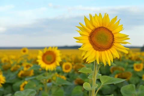 Sunflower field Stock Photos