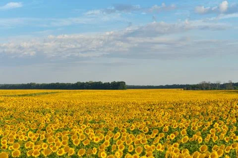 Sunflower field Stock Photos