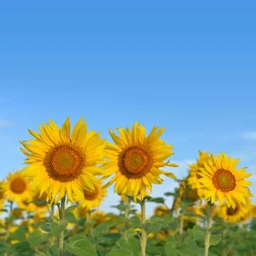 Sunflower field Stock Photos