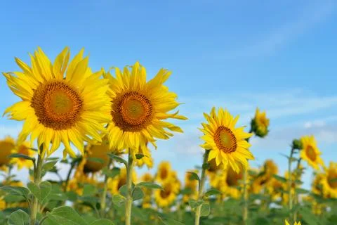 Sunflower field Stock Photos