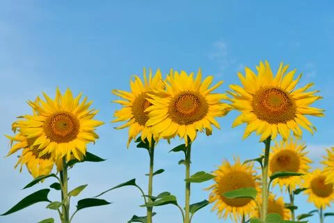 Sunflower field Stock Photos
