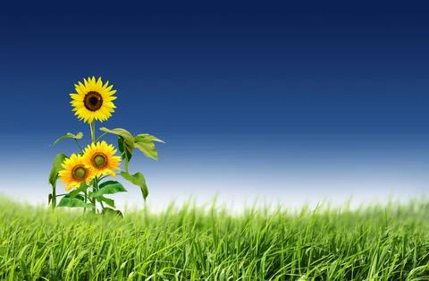 Sunflower in the field Stock Photos
