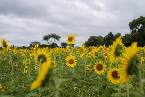 Sunflower field Stock Photos