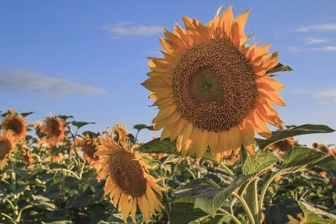 Sunflower in the Field Stockfoto's
